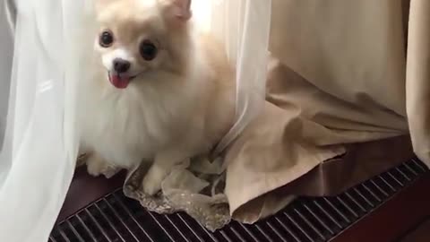 Pomeranian. Funny animals.Hot! Dear Bonya.