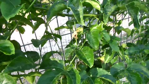 White brahma chicks, two months old (1)