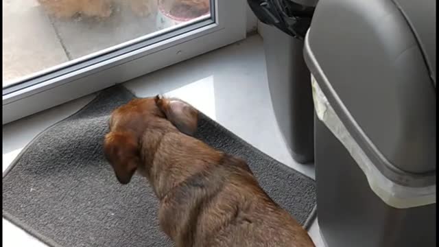 Daschund and cat eating together