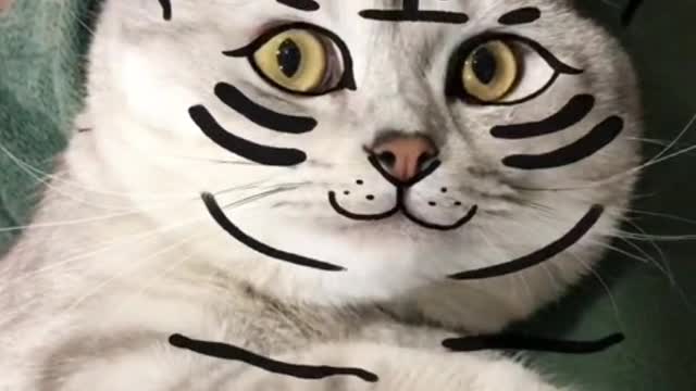 A cat always chases its own tail