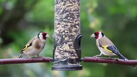 Birds Enjoying Birds Eating Birds love