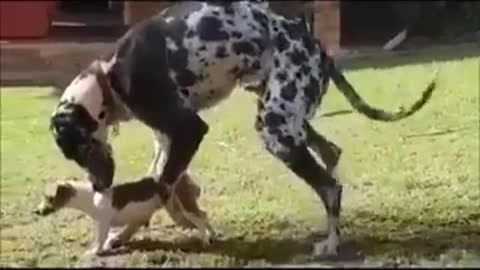 Very funny Mission Impossible