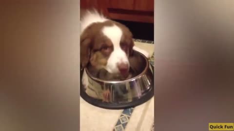 Dogs and Cats Very Funny Video