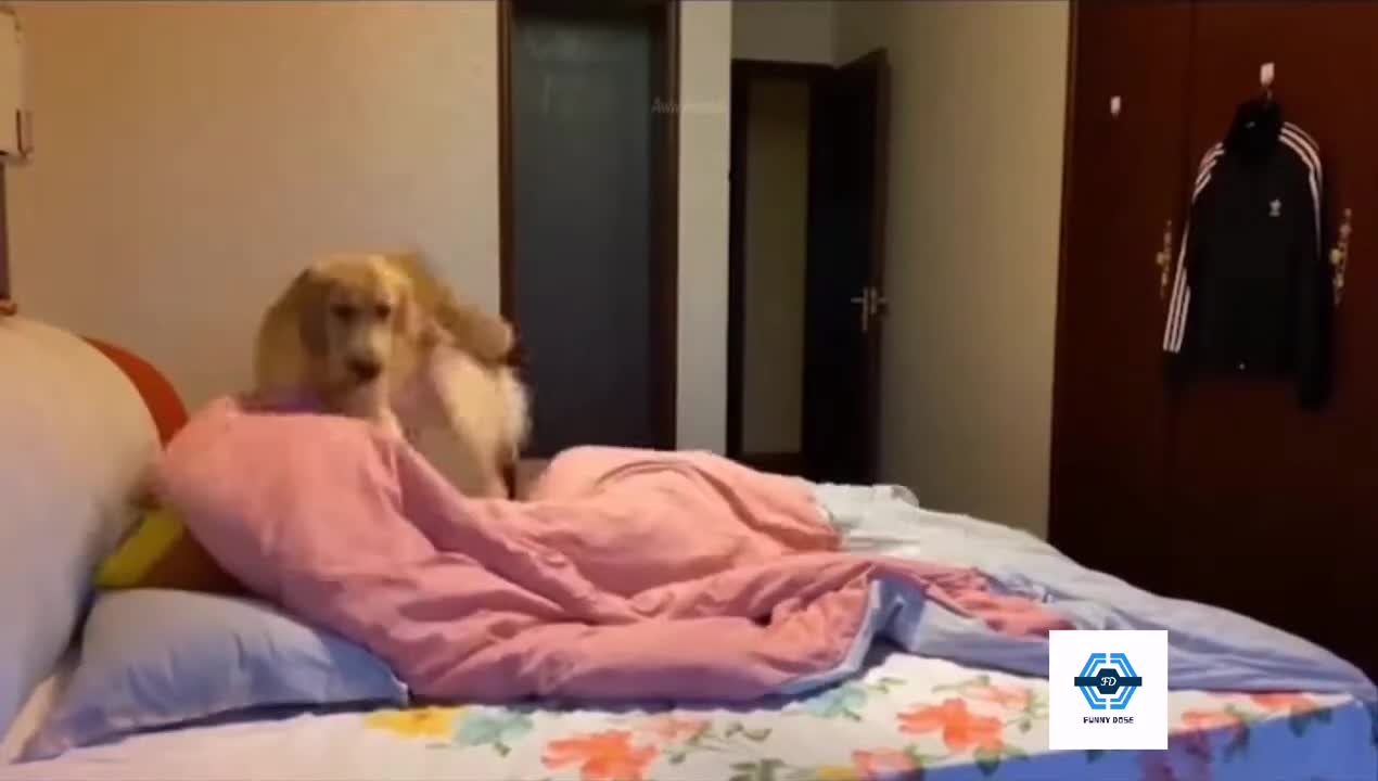 Funy Dogs Video