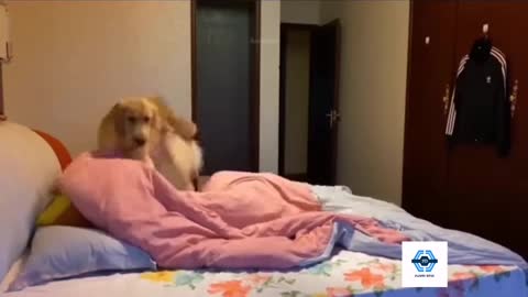 Funy Dogs Video