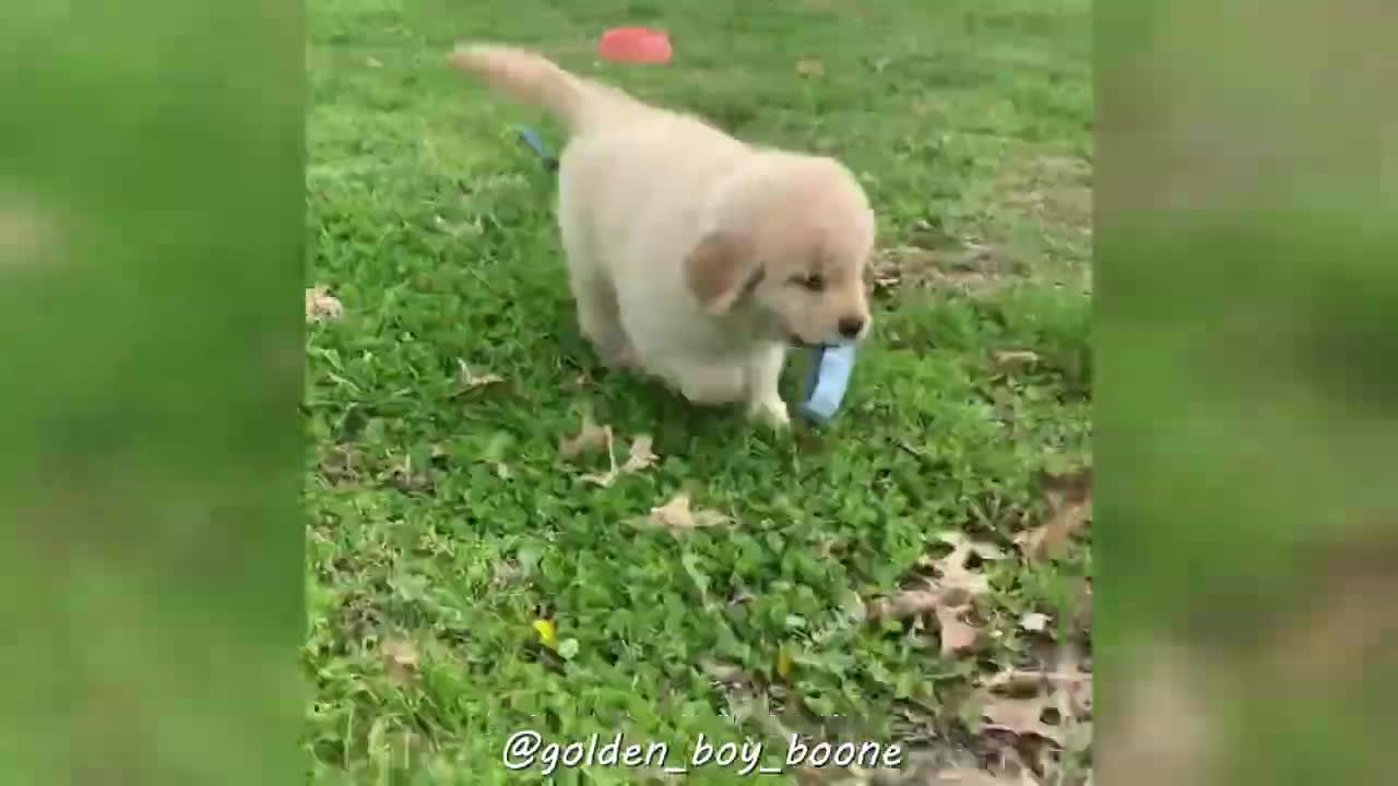 Adorable Golden Retriever Puppy Videos! (GIVEAWAY - DAY 7).mp4