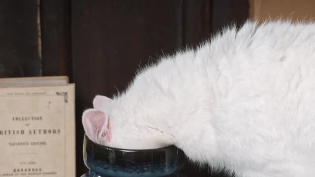 this cat it's so funny