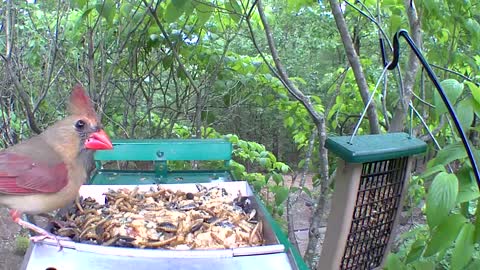 Mr and Mrs cardinal