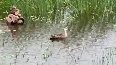 Ducklings swimming with mom