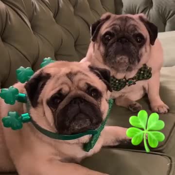 Happy dog homes at 2021