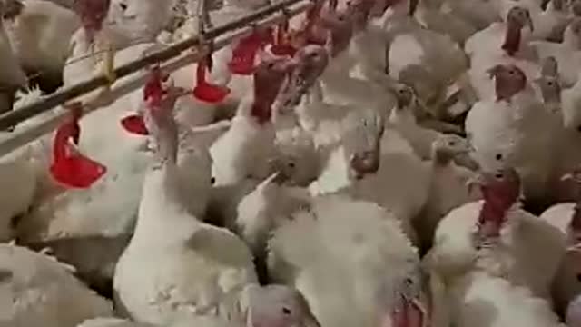 Turkey farm