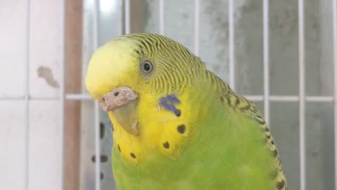 parakeet