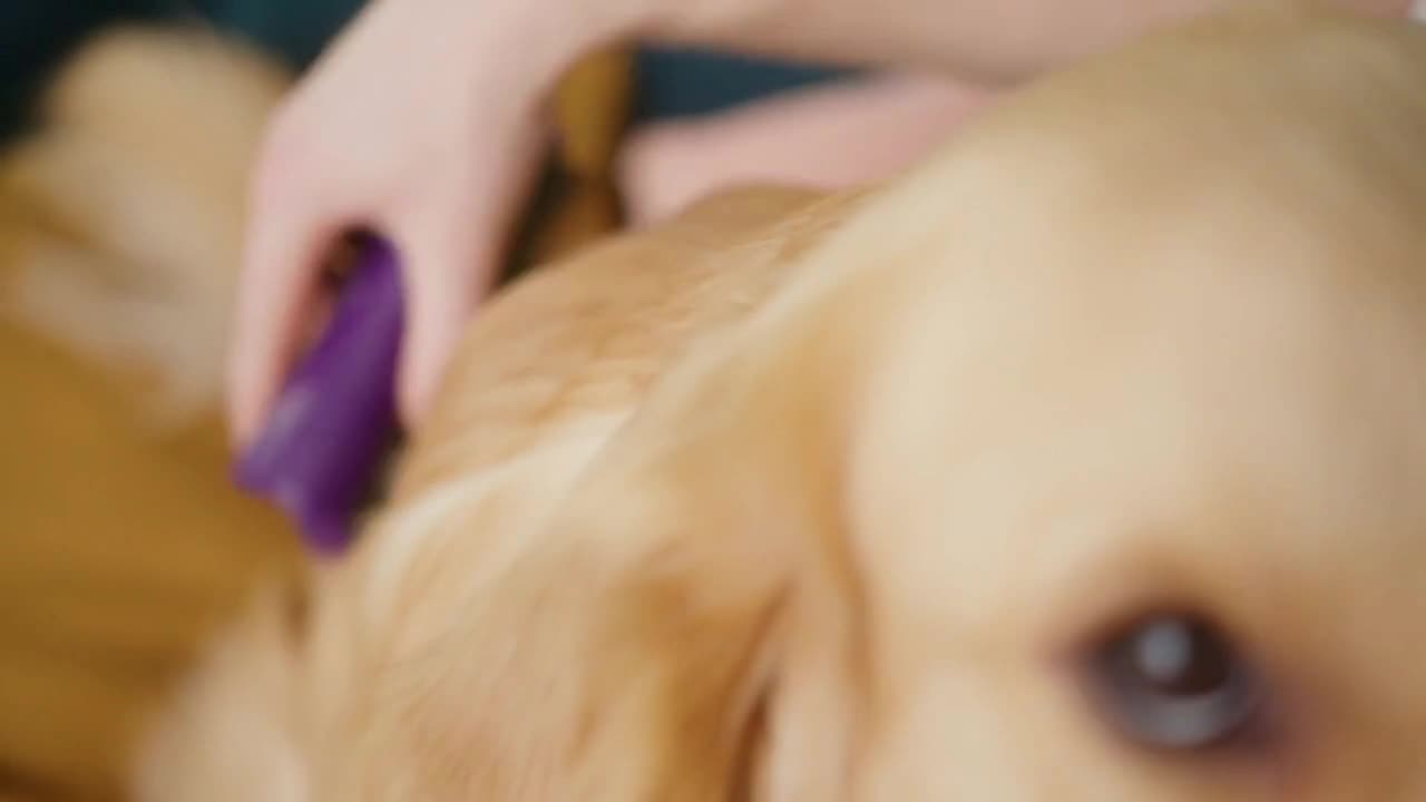 Positive man combing and stroking his golden retriever dog at home