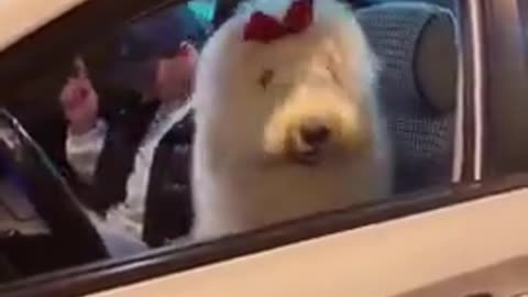 Dog Enjoys The Rhythm