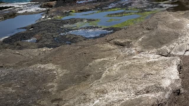 Paraplegic Pup Chases Ball Along the Shore