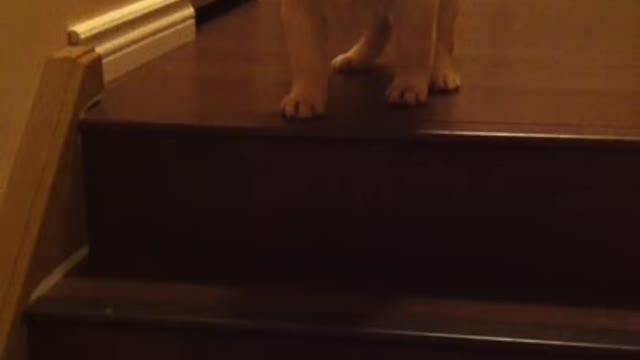 Puppy teaching Puppy to go down stairs! SO cute! - ORIGINAL VIDEO! (from owner)