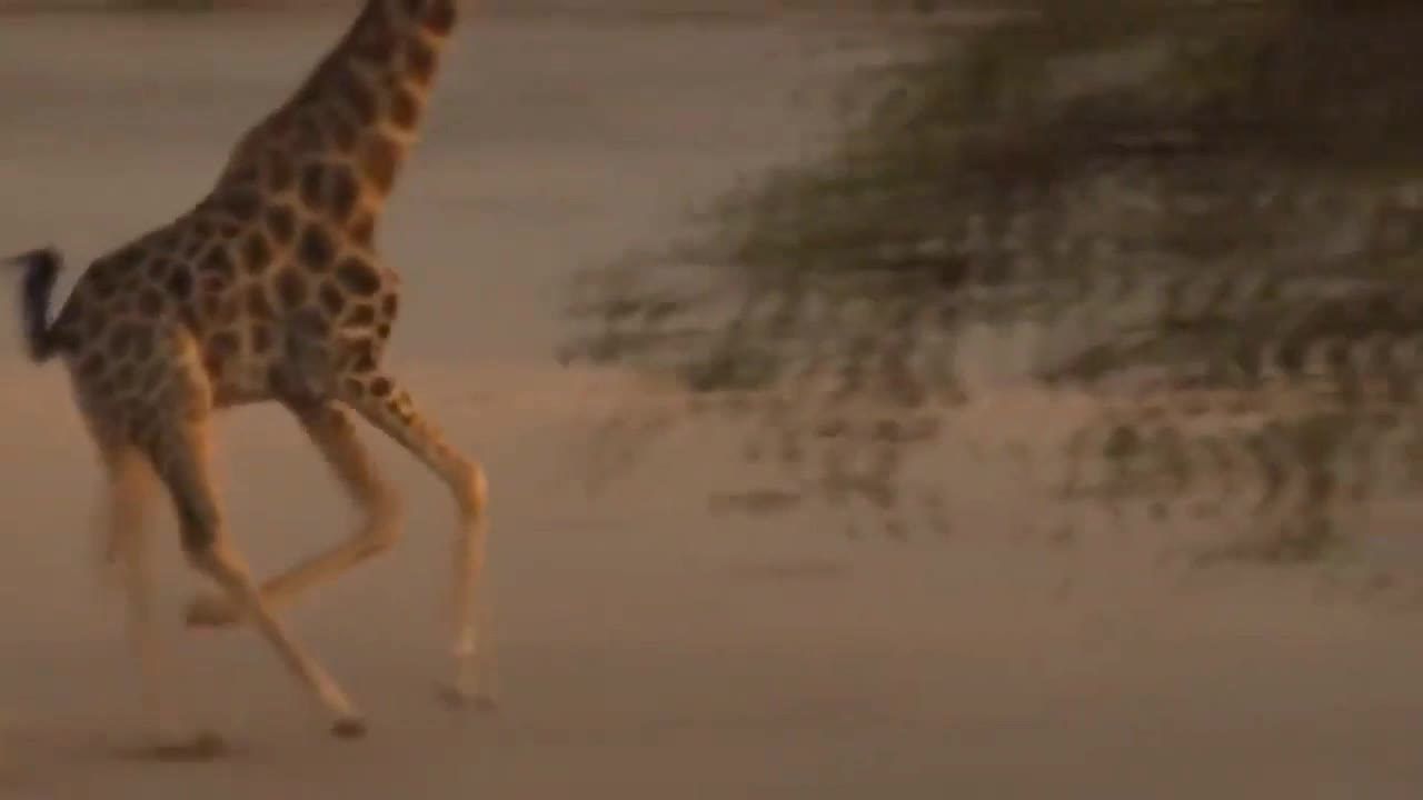 Wild animals# fighting ... Lion vs Giraffe