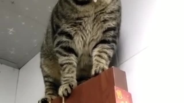 Funny Cats Video Series 10