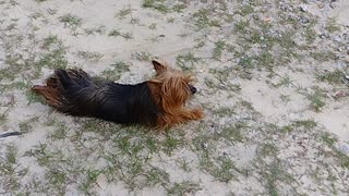 Yorkie Hates Walking, Prefers To Crawl Instead