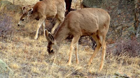 Deer Standing in Forest, Slow Motion Shot