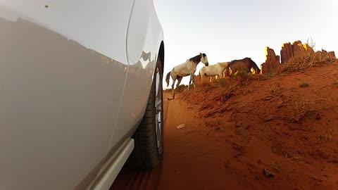 Driving through abandoned deserts with wild mustang horses running around!