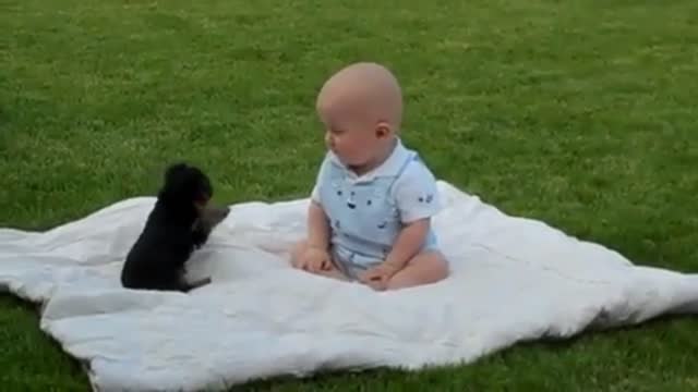 Adorable Puppy Attack Baby