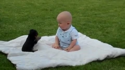 Adorable Puppy Attack Baby