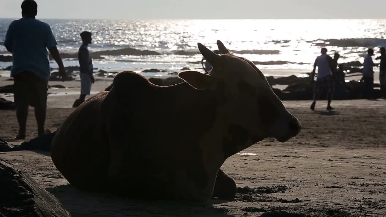 Cow resting on the beach