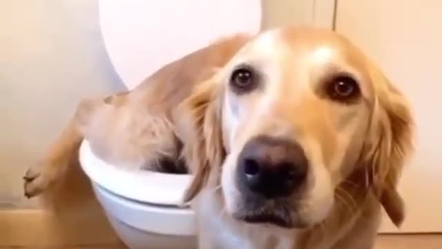 Dogs washroom seens, funny dog moment