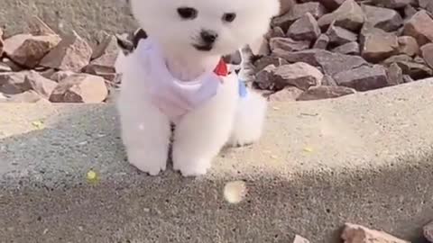 Cute dog