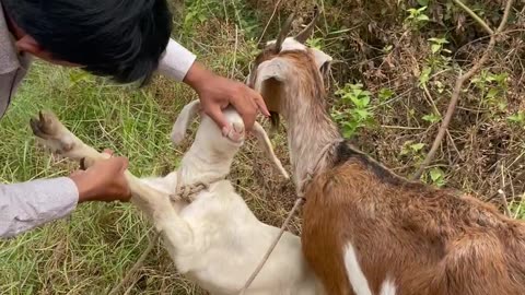 Funny Goat, cute goat Ep1