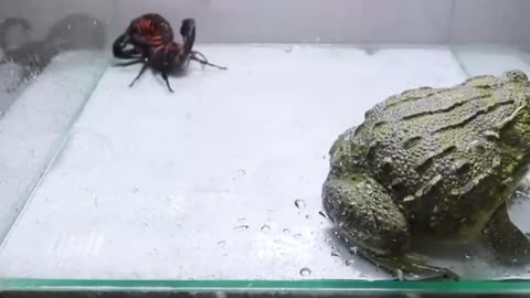 Battle between centipede, scorpion and frog