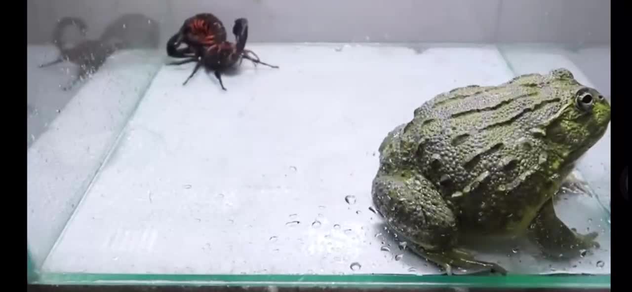 Battle between centipede, scorpion and frog