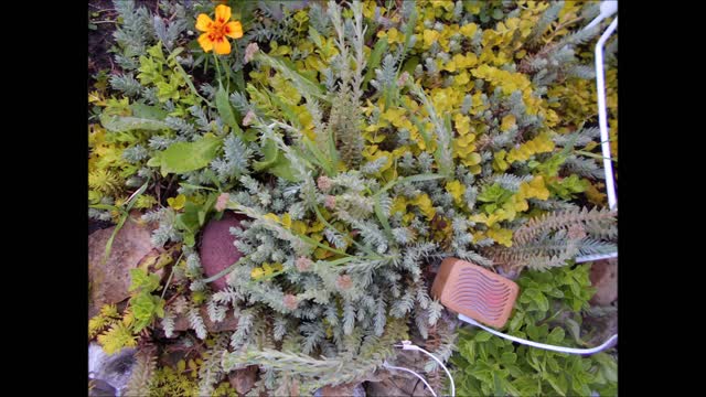 Charming Ground Cover Reflexed Stonecrop 2021