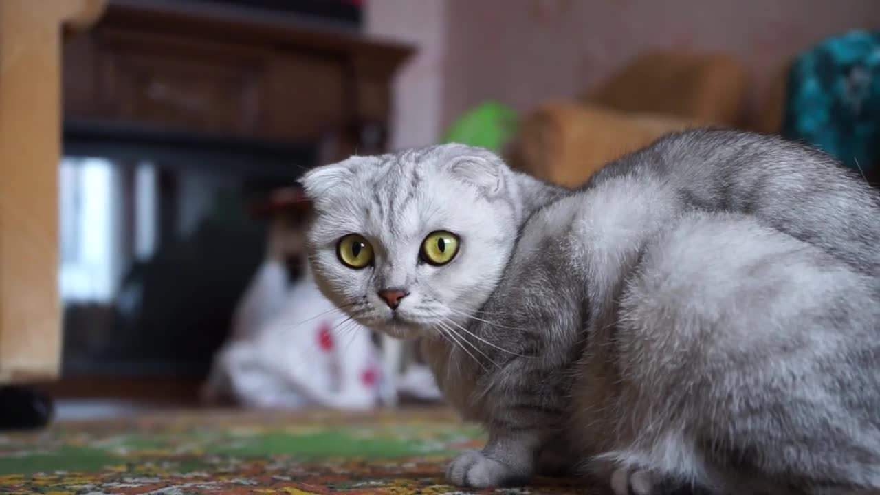 Beautiful Cat Videos Compilation - [2021]