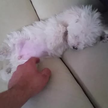 Cutest puppy demands petting