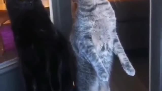 Me watching my neighbours fights