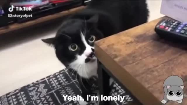 Cat talking . Thise cat can speak English bettar then human