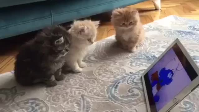 When your 3 little kittens watch cartoons. See how they react.