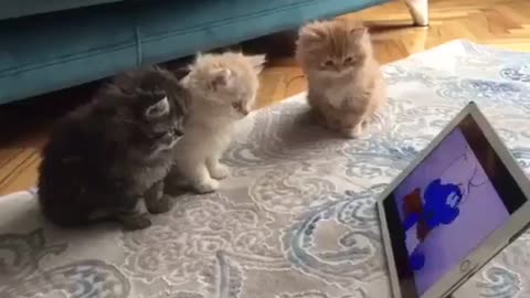 When your 3 little kittens watch cartoons. See how they react.