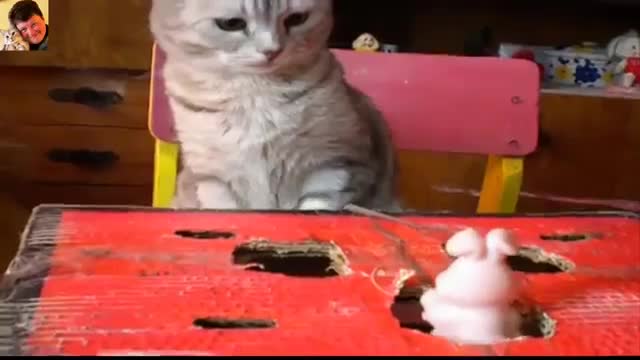 Funny Cat Funny Pets
