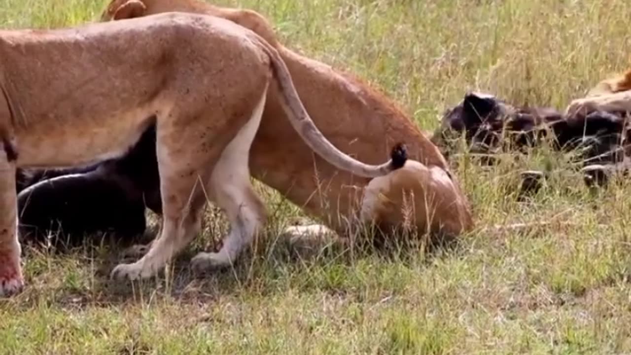 the lioness attacks the baby buffalo and its mother, will he survive