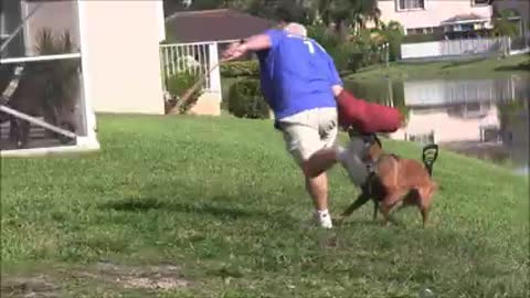 The best training for dogs to learn how to become a protector