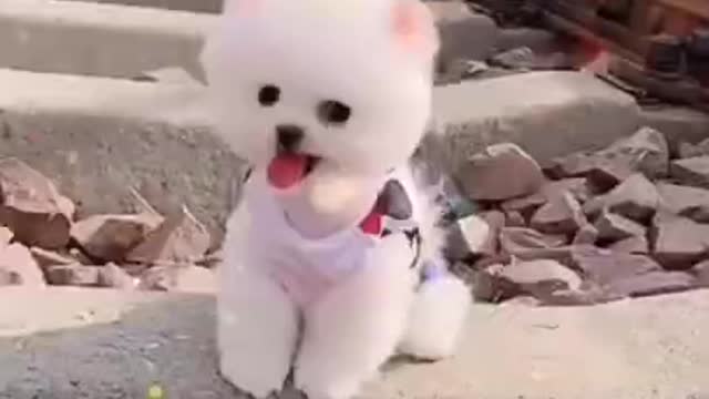 Cute 😘 Pomeranian puppy video | dog videos | Cute puppy shorts | puppies videos | #shorts #puppy