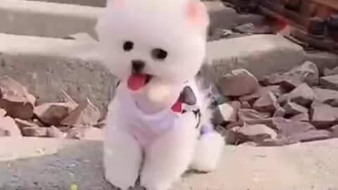 Cute 😘 Pomeranian puppy video | dog videos | Cute puppy shorts | puppies videos | #shorts #puppy