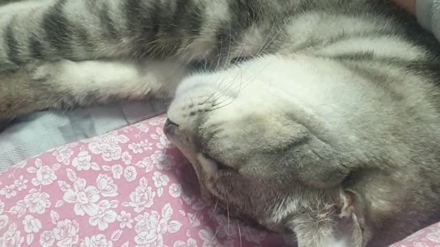 Deep sleep, my lovely cat.