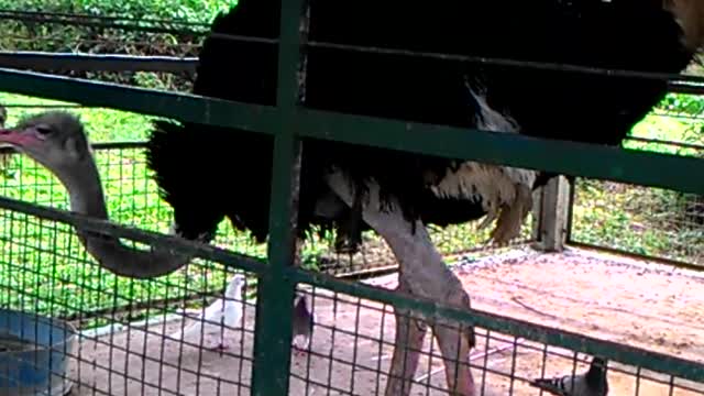 Ostrich of Paradizoo Tagaytay