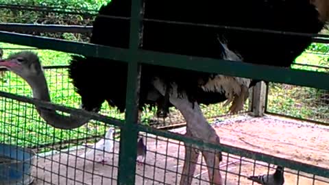 Ostrich of Paradizoo Tagaytay