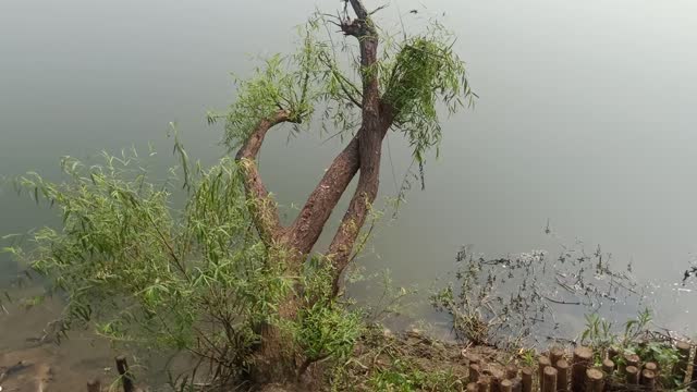 This willow tree grows diagonally on the shore