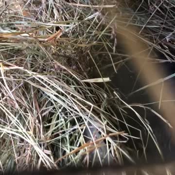 Mama rabbit gets ready